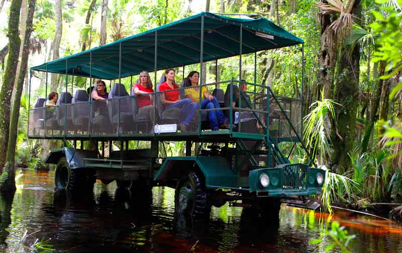 Kissimmee Swamp Buggy Tour