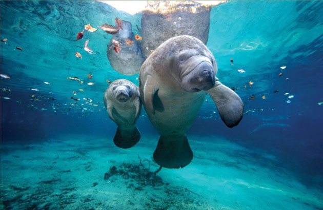 Manatee