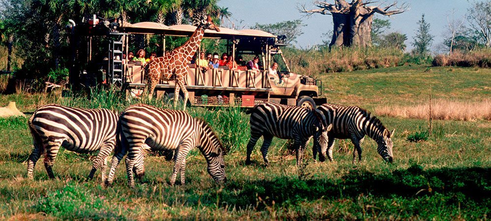 animal kingdom safari price