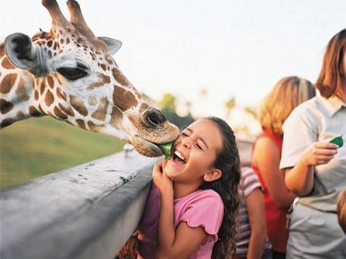 busch gardens
