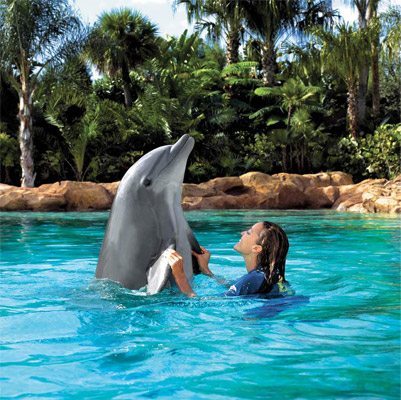 Discovery-Cove-Dolphin