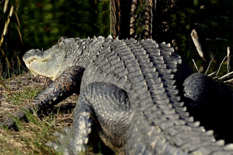 Wild Florida Gator