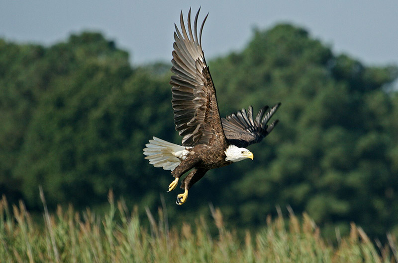 Boggy Creek Eagle