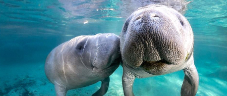 things to do in crystal river manatees