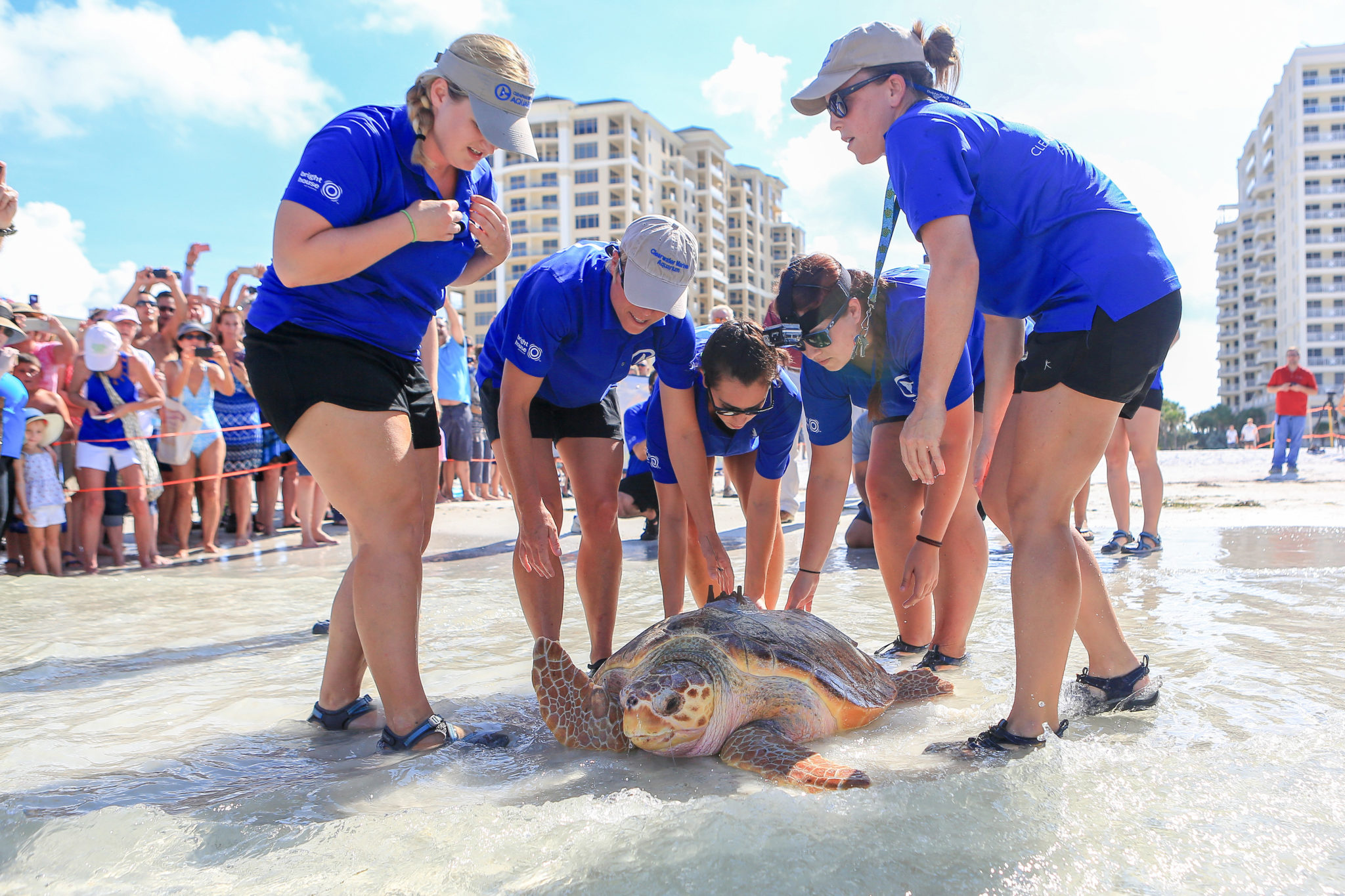 Clearwater Marine Aquarium Turtle Release