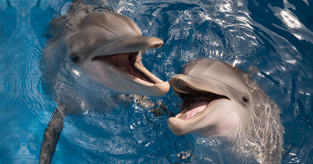 Clearwater Marine Aquarium Hope & Winter
