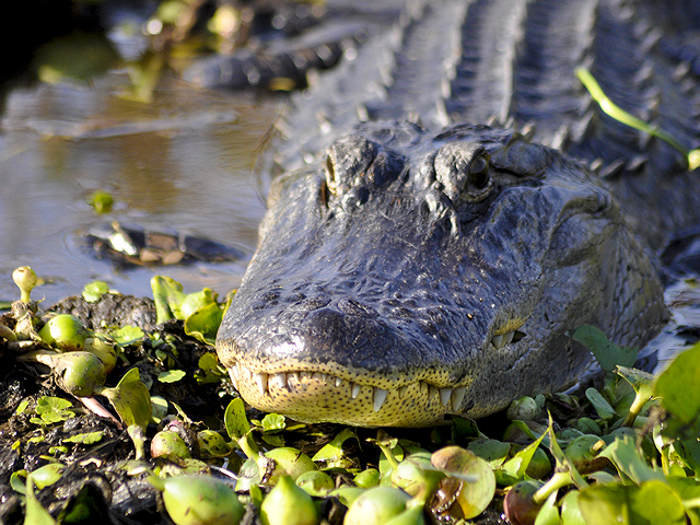 swamp buggy tours kissimmee