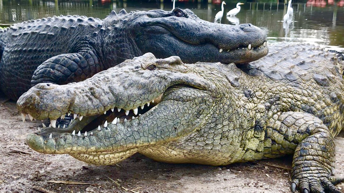 Gatorland Duo