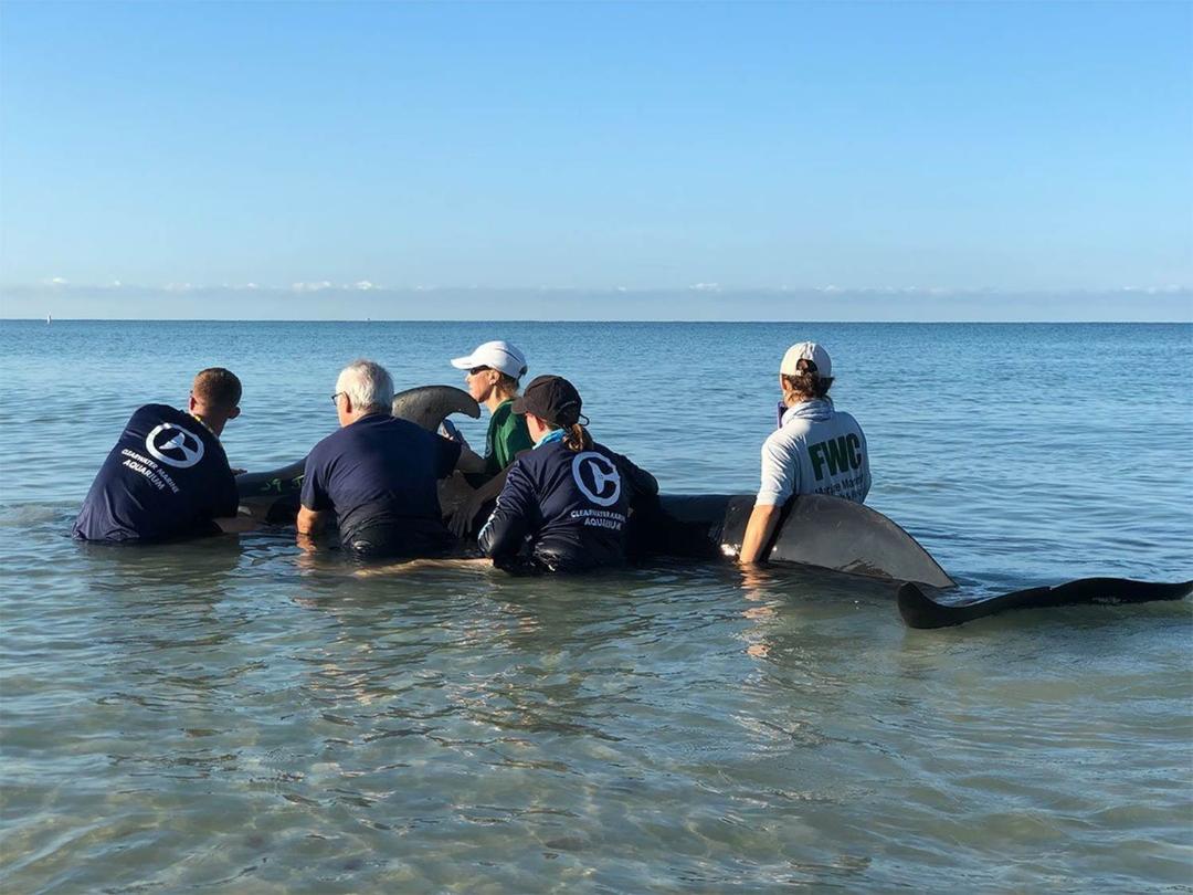 Clearwater Marine Aquarium To The Rescue