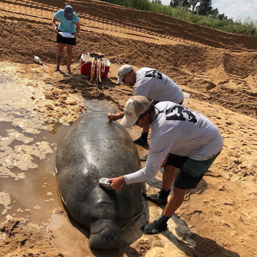 CMA_manatees