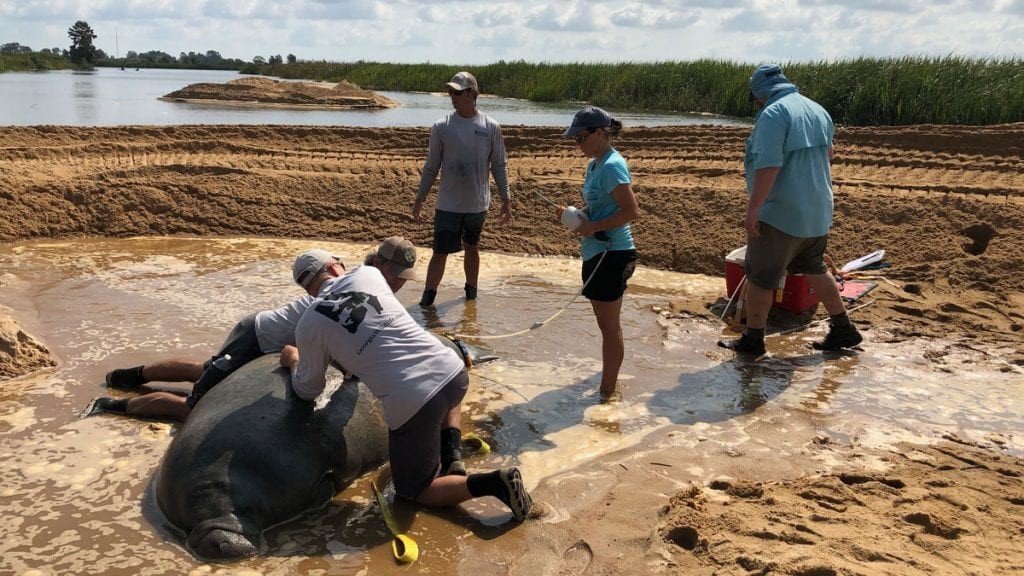 CMA_manatee_rescue