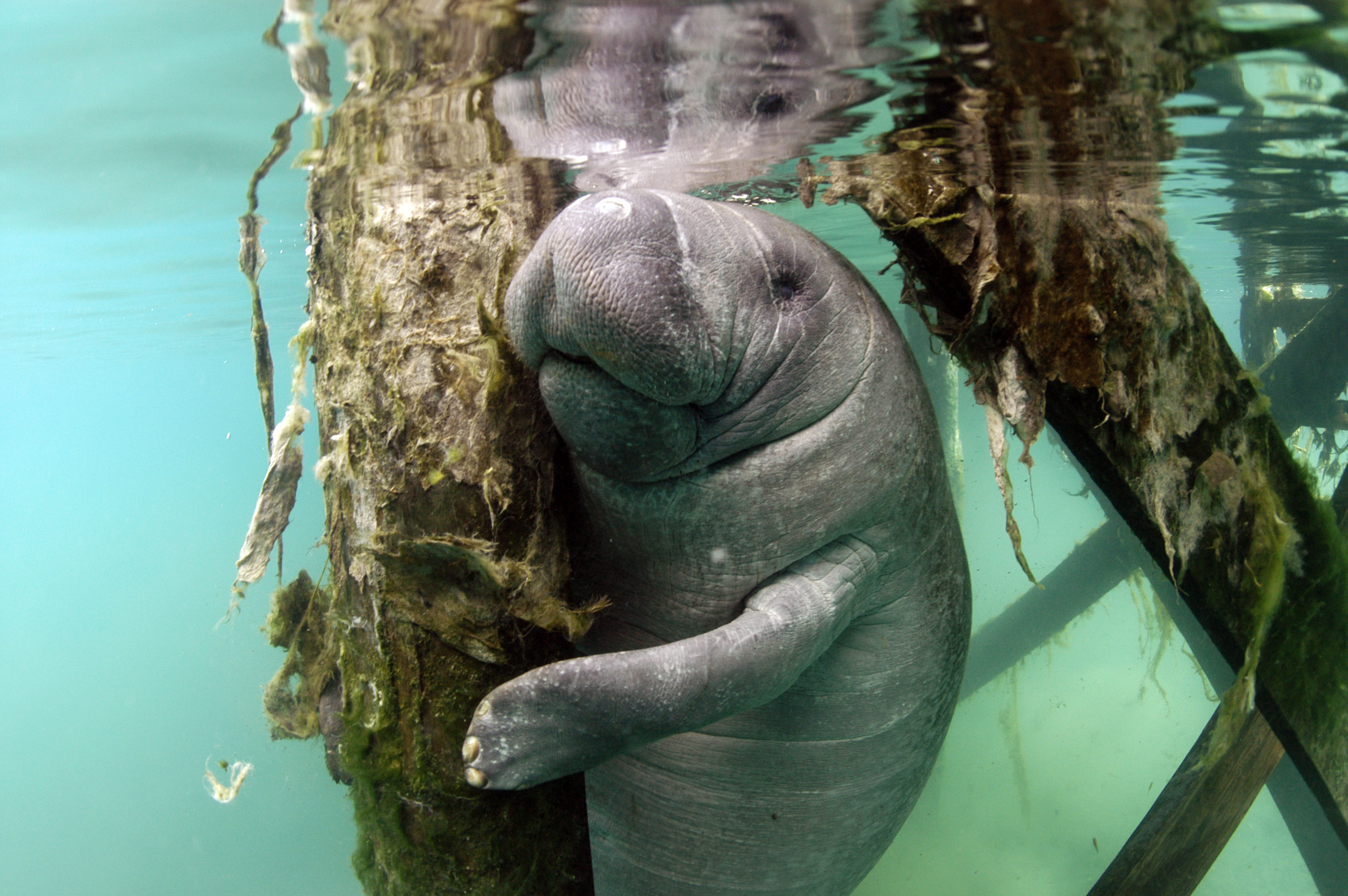 Manatees Have Arrived