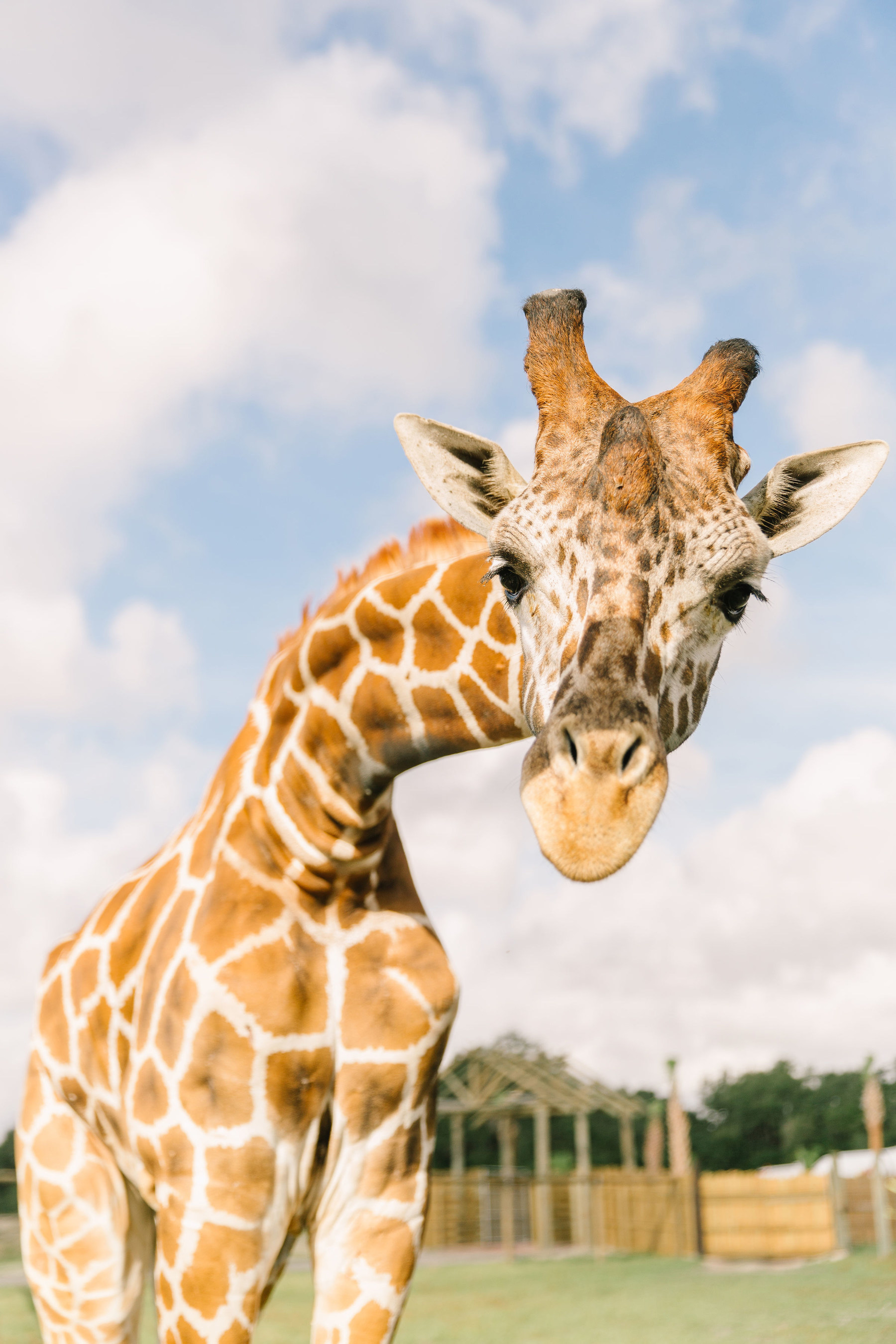 giraffe safari florida