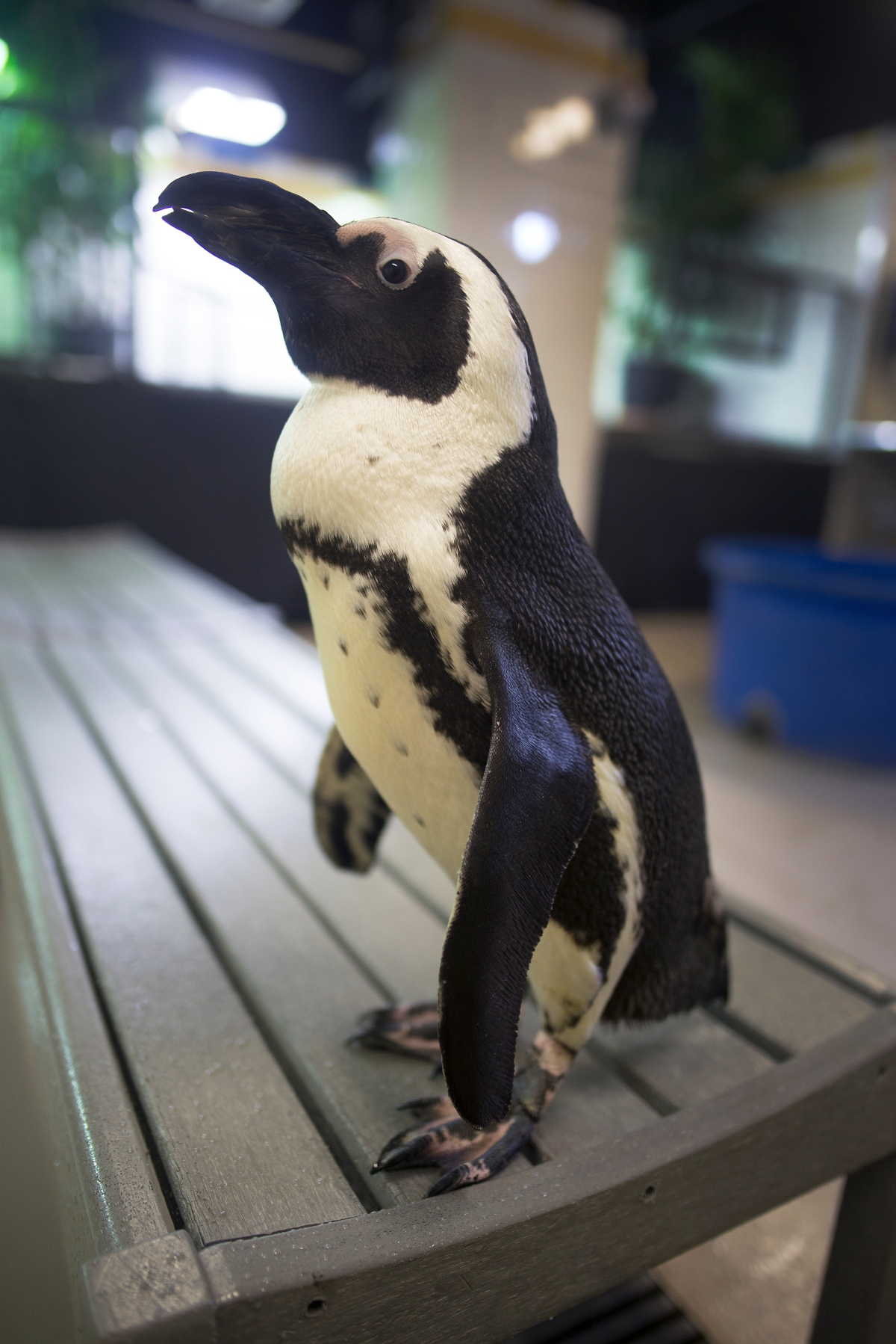 Penguin