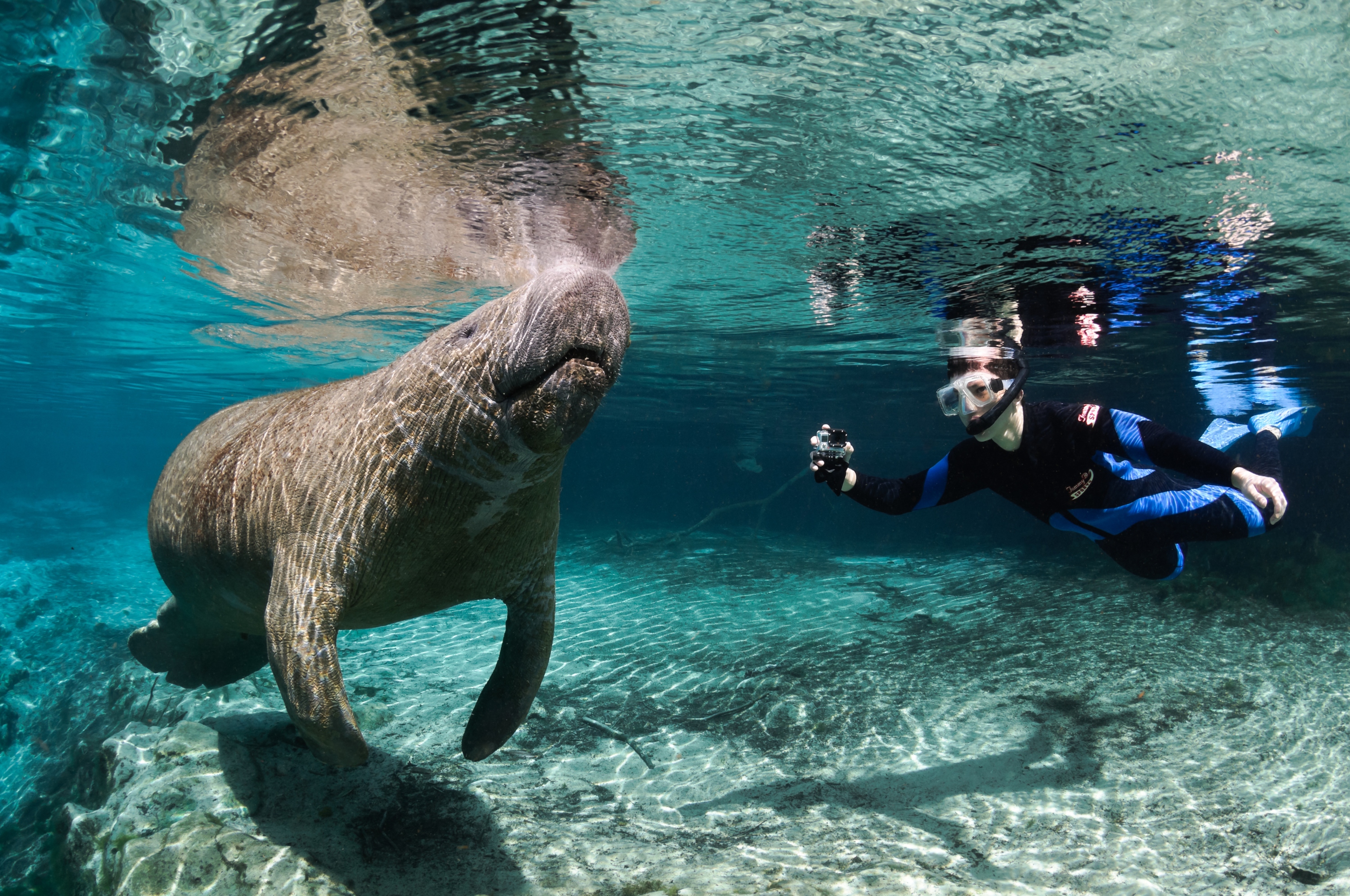 Meet a Manatee