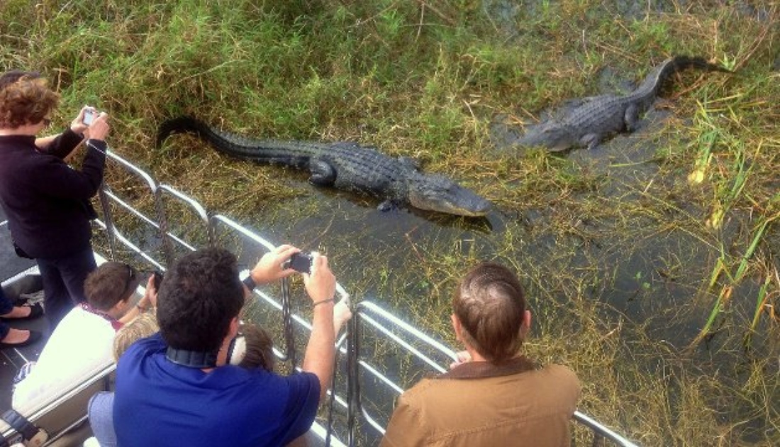 Featured Wild Florida gators