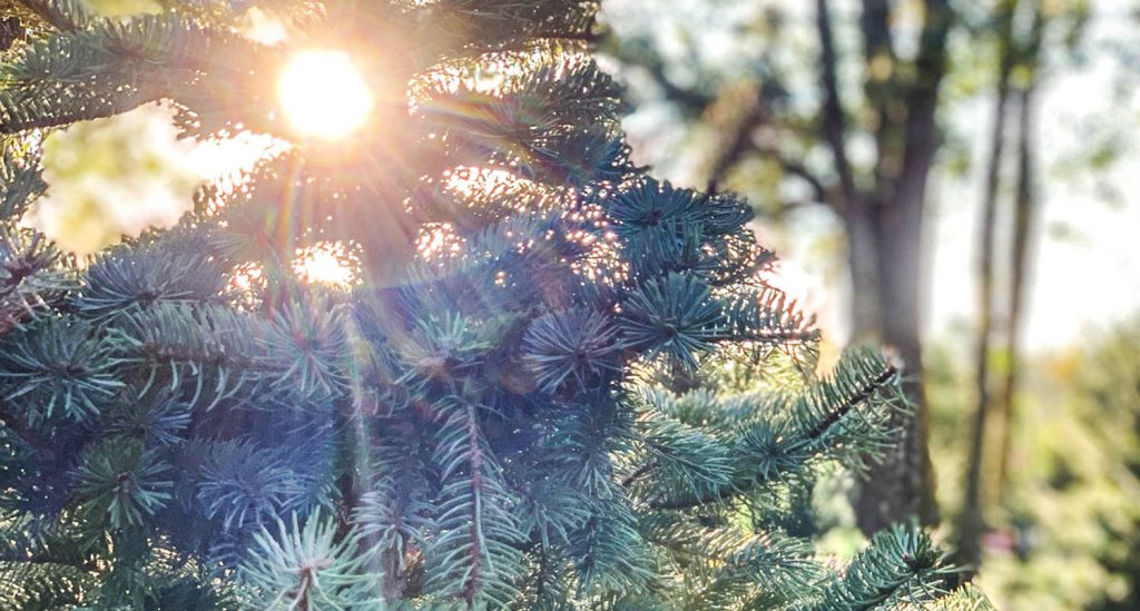 Christmas Tree Farm