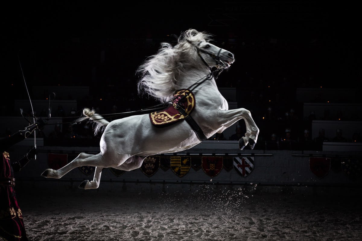 Dressage