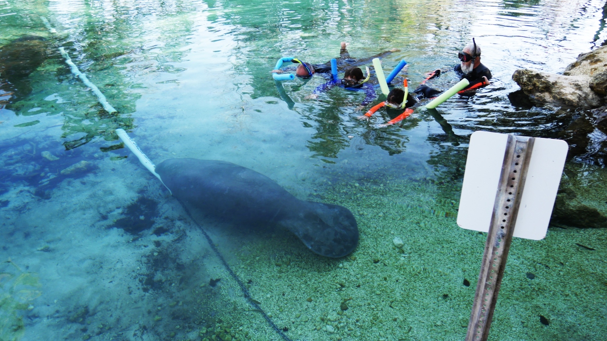 Swim with a manatee