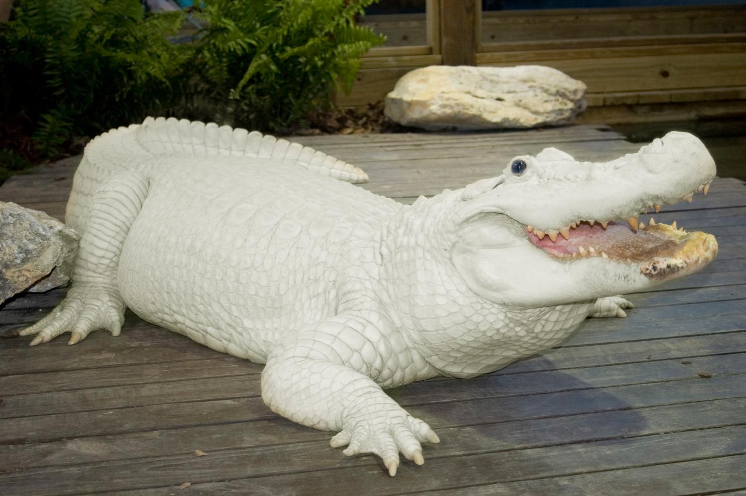 Gatorland Reflects on 70 Years of Success Orlando Attractions