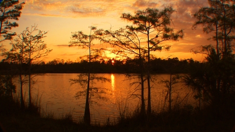 Big Cypress