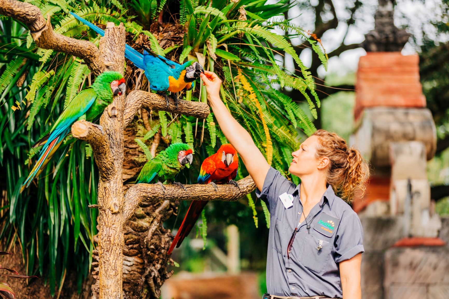 Can Parrots Eat Crab: Unveiling the Nutritional Benefits