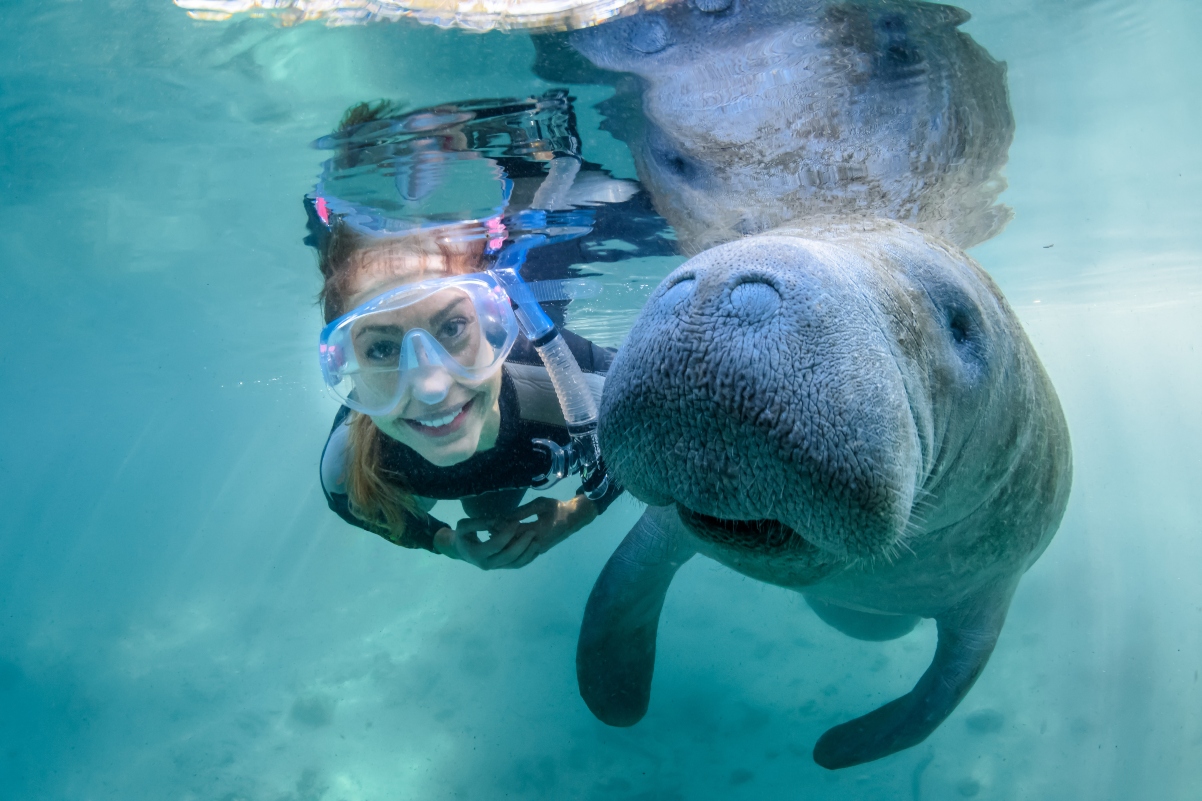 Swim with Manatees