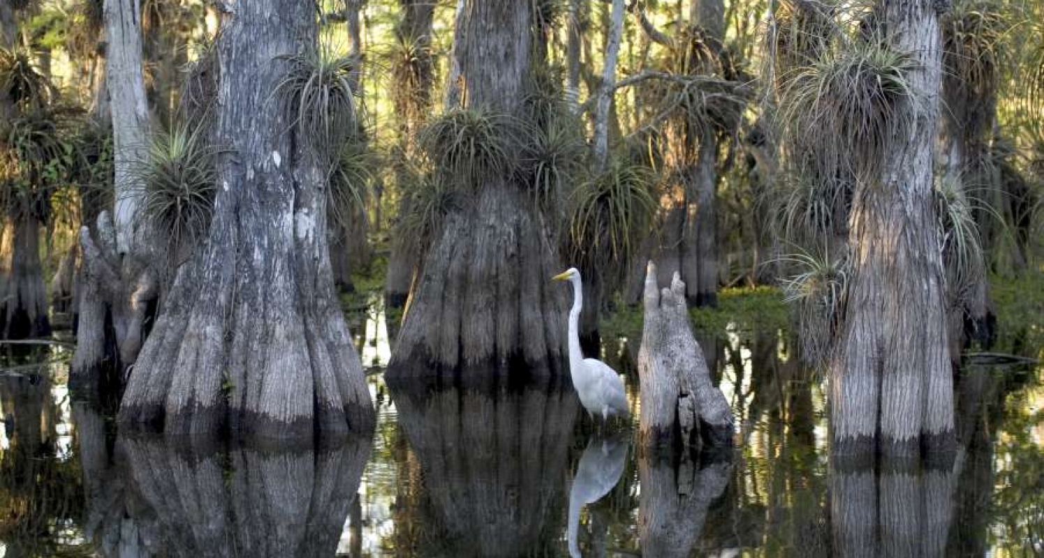 swamps