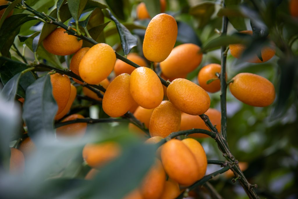 kumquat fest