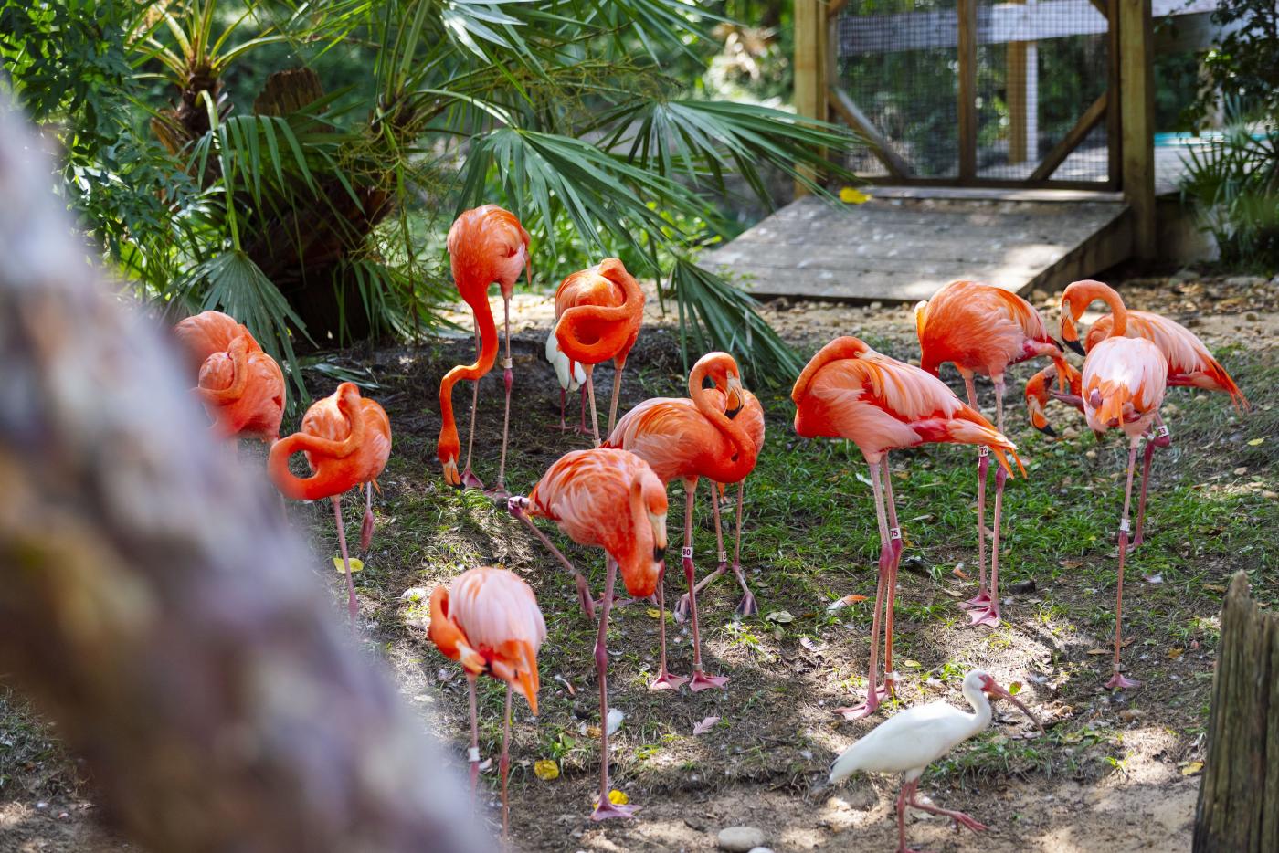 ZooTampa