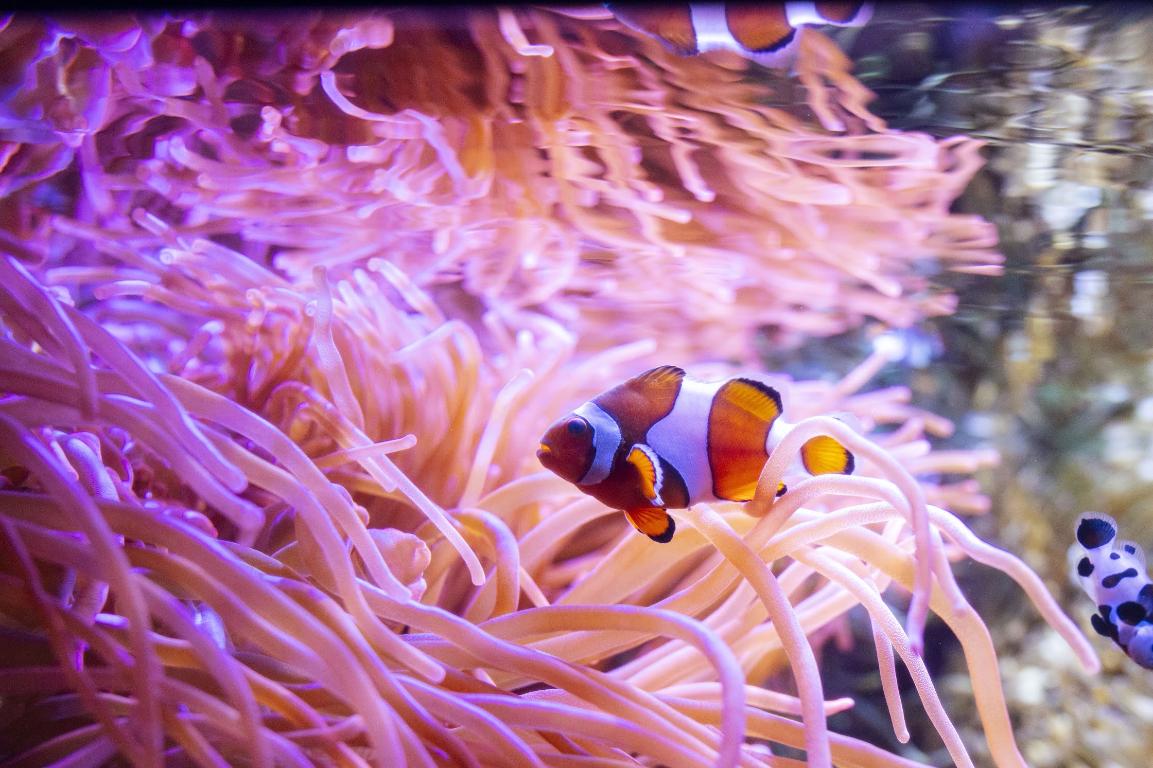 Clownfish