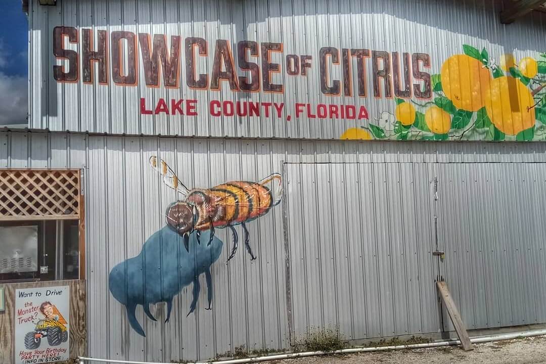 Monster Truck through the Orange Groves from Orlando 2024