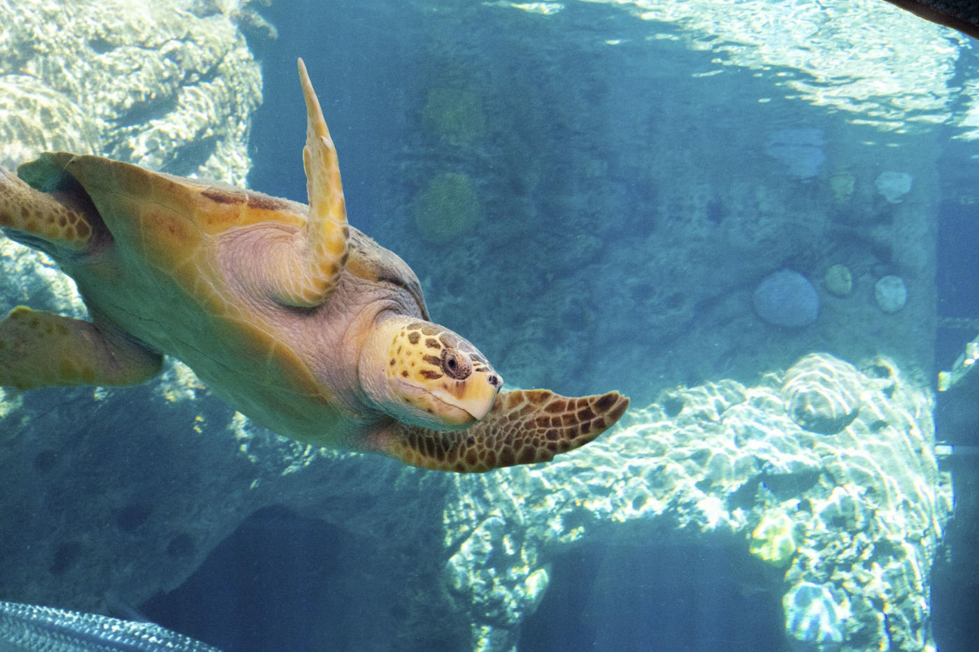 Fall Into Some Great Deals With Tampa's ZooQuarium Ticket