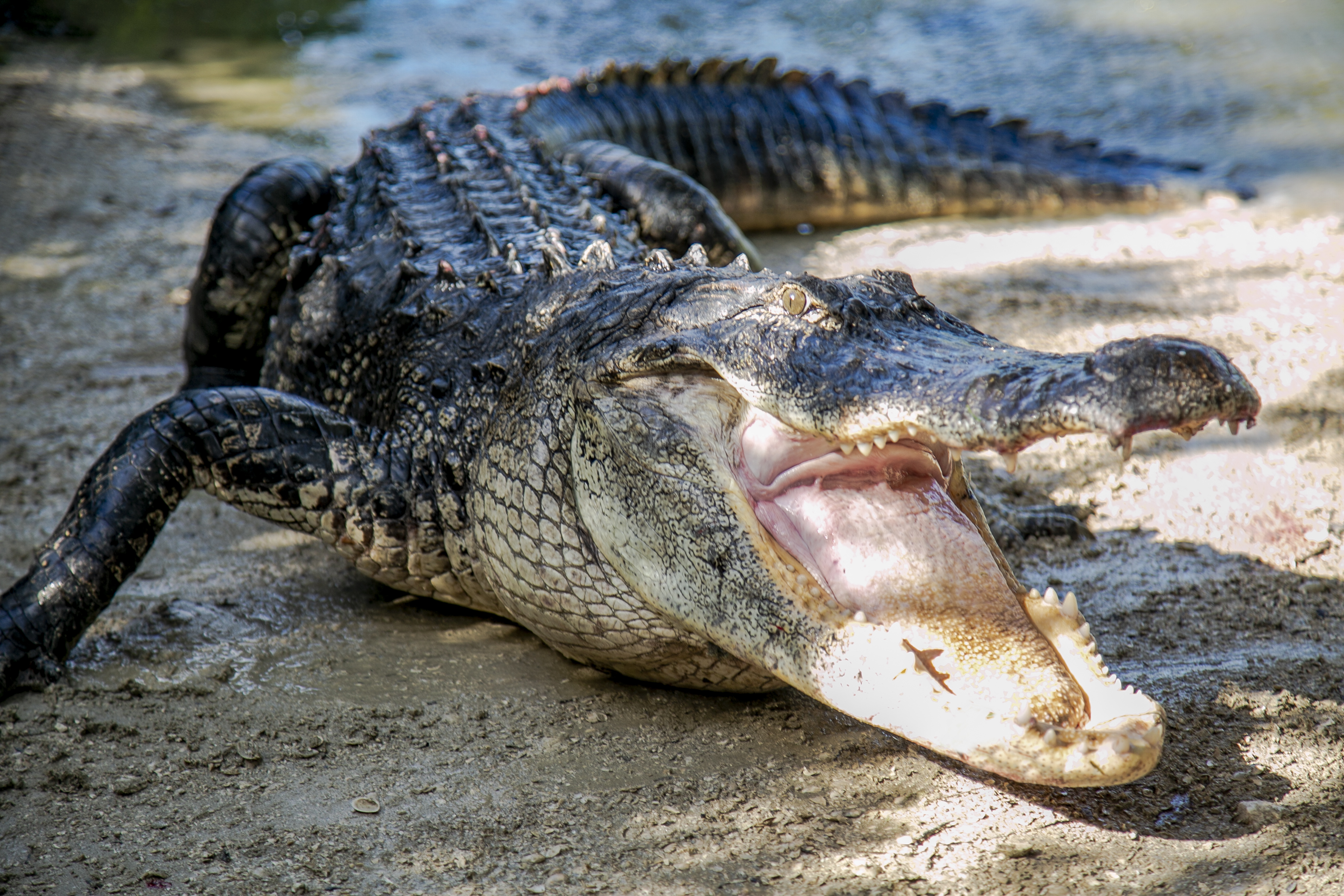 Explore Florida's Glades County: Gators to the left, crocodiles to the  right – Orlando Sentinel