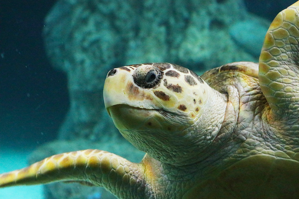 Aquarium turtles