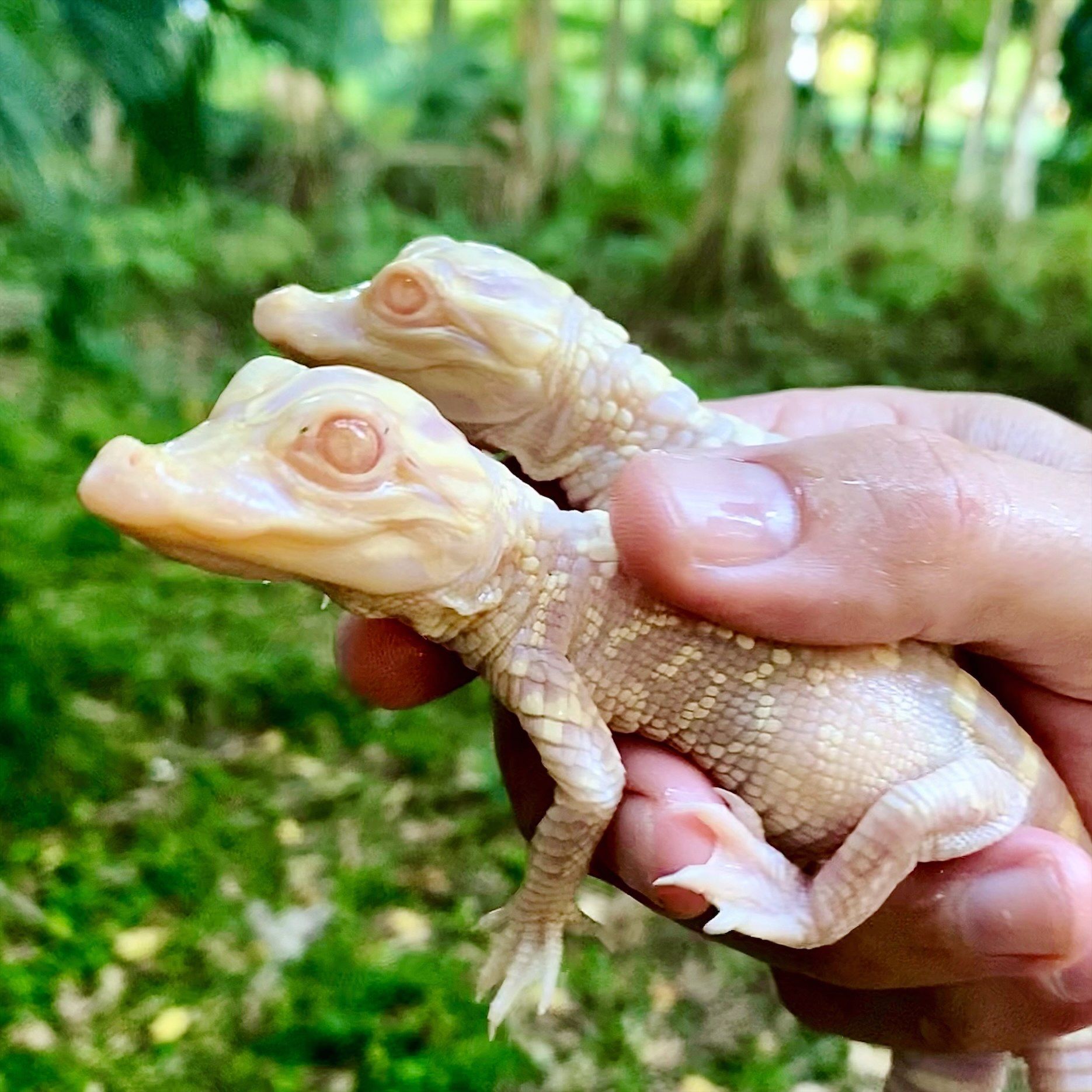 Featured Albino Gators