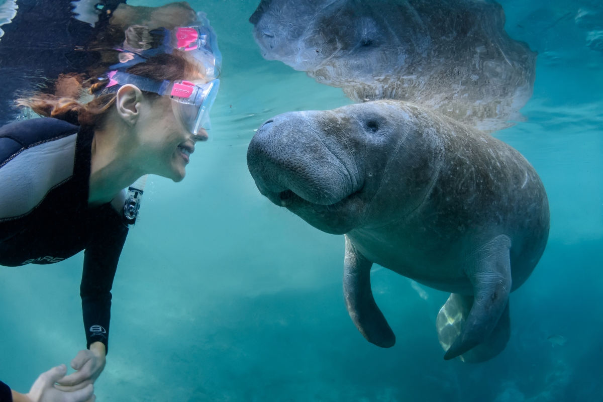 Swim with manatees