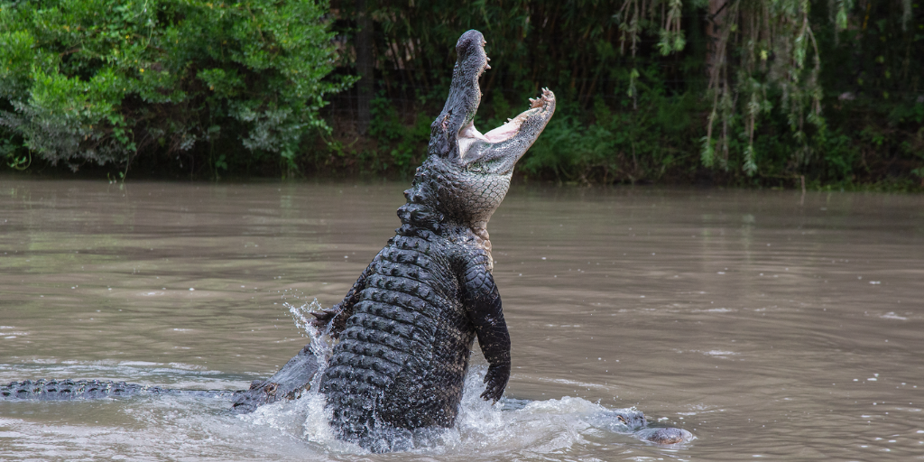 wildflorida_featured_gatorweek