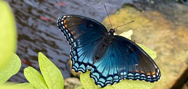 Flutter By The  Butterflies at Boggy Creek Airboat Adventures