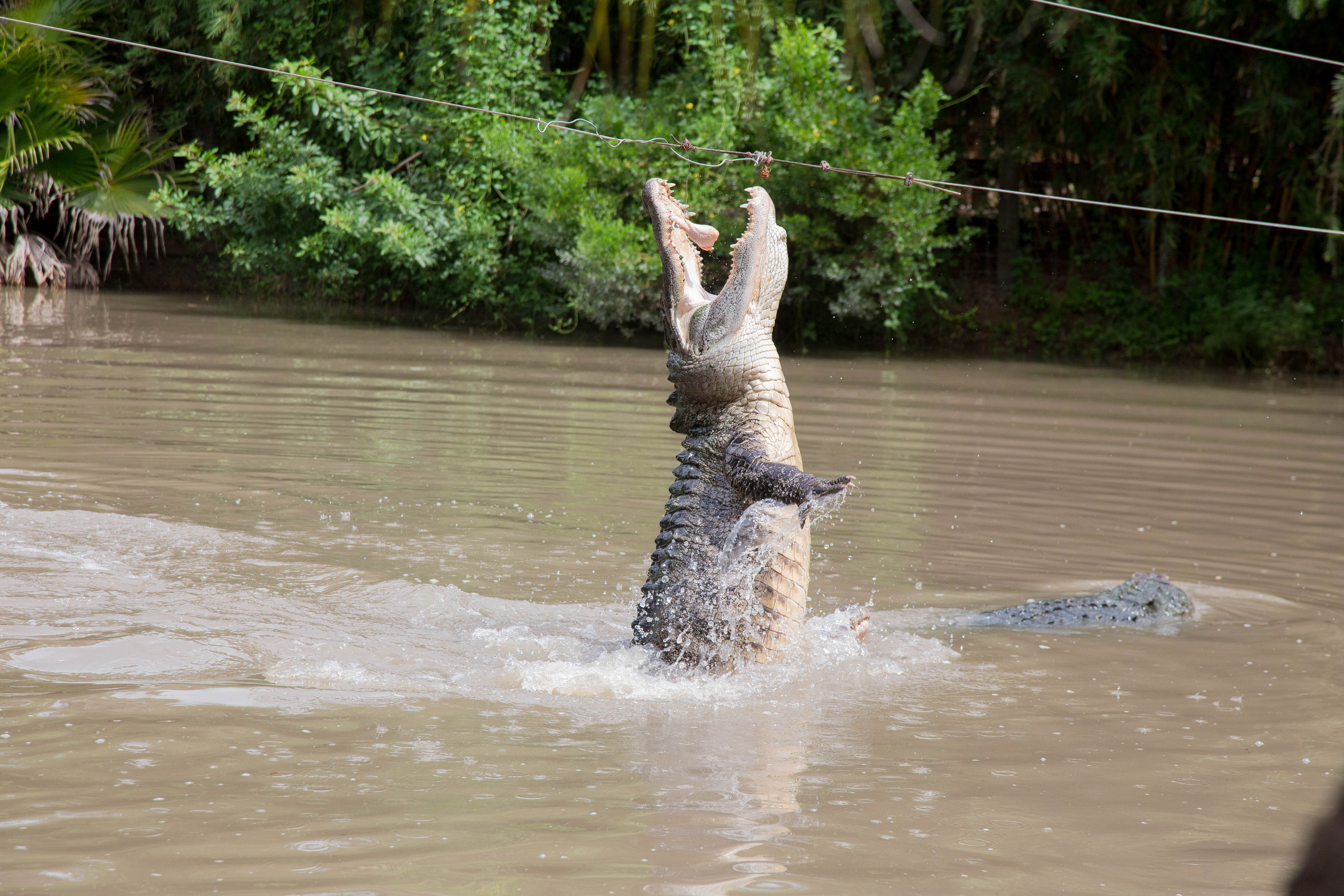 Gator jump