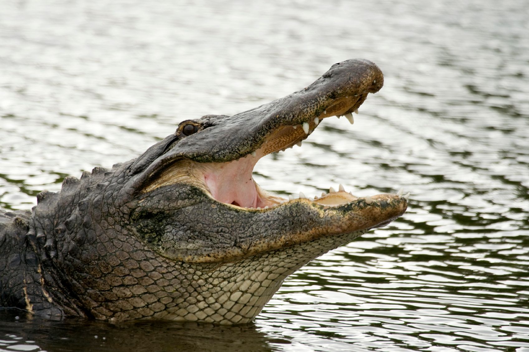 wildflorida_gator_openmouth