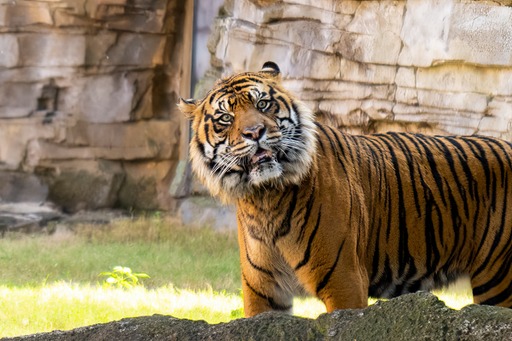 Endangered Sumatran Tiger Arrives At Busch Gardens