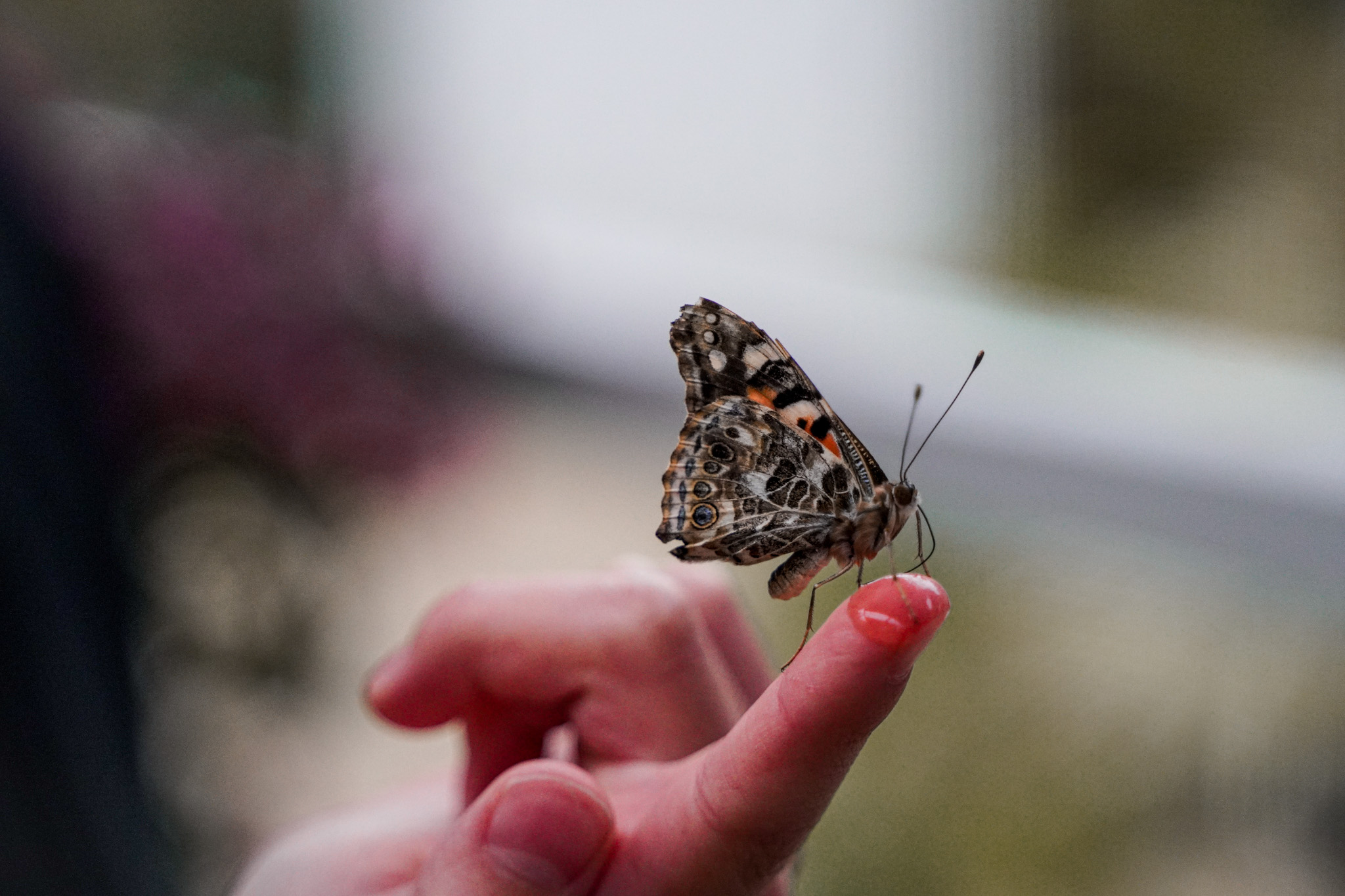 Flutter By The  Butterflies at Boggy Creek Airboat Adventures