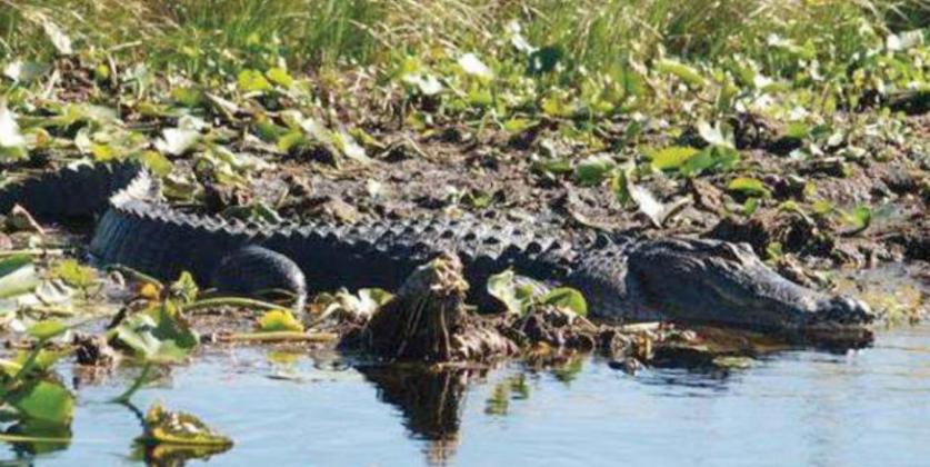 swamp tours orlando