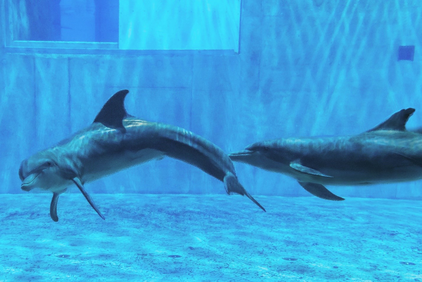 cma_dolphins