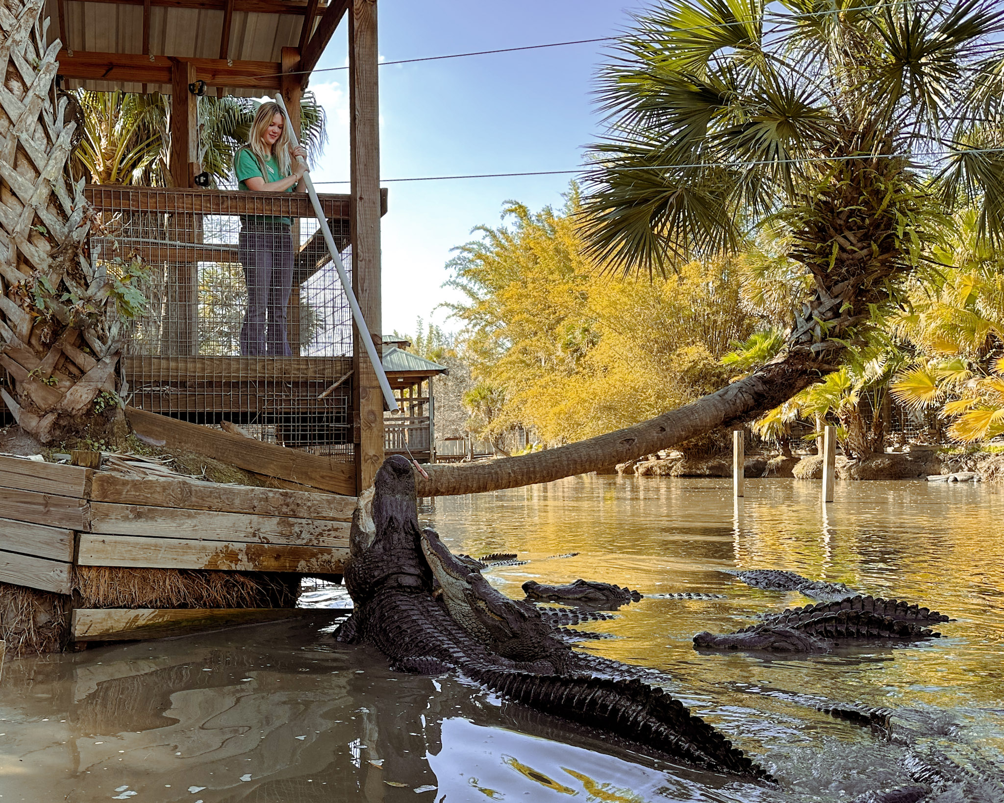 wildflorida_gator hiss