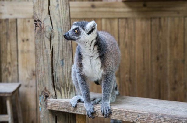 wildflorida_lemur