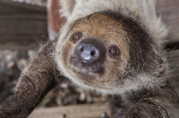 wild florida safari sloth