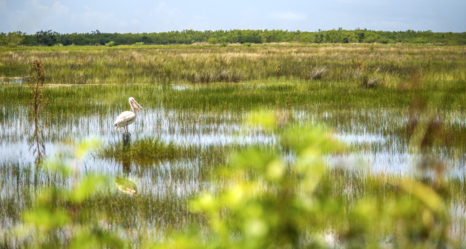 bird_in_the_everglades_0