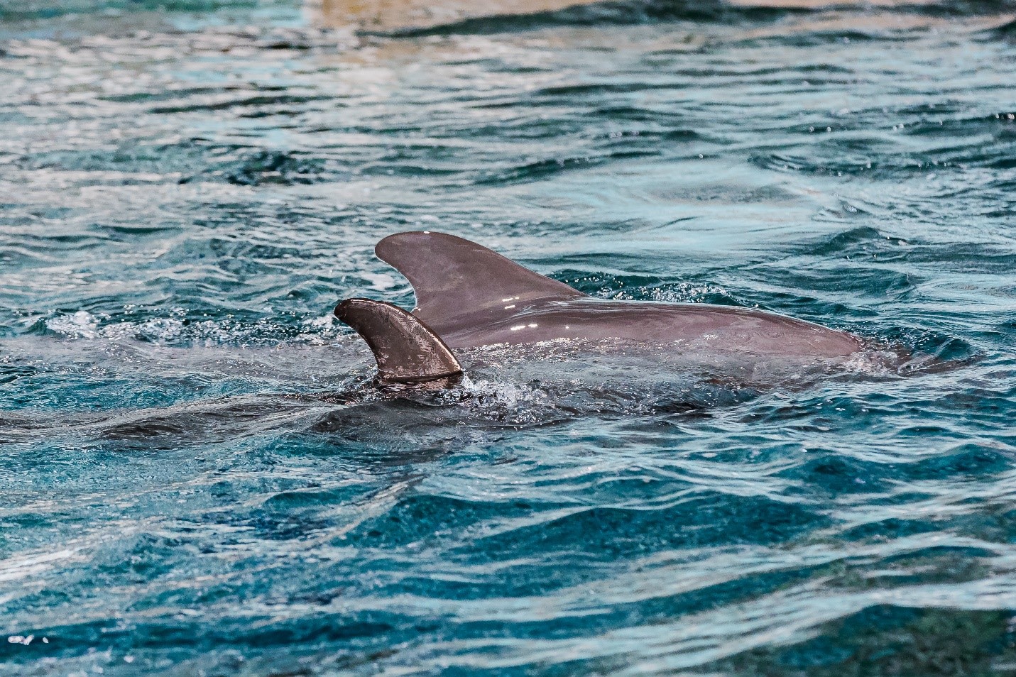 Dino Rescue - Clearwater Marine Aquarium